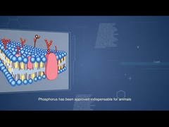 GH de Sunphase que melhora a utilização do custo dietético do fósforo e da alimentação de redução