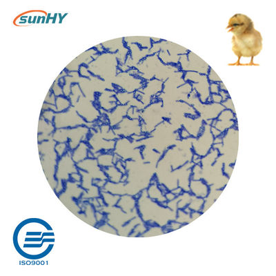 Enterococcus Faecium Probiotics For Animal